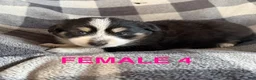 Australian Shepherd dogs for sale: Cherry - Female 4 - Ad 1