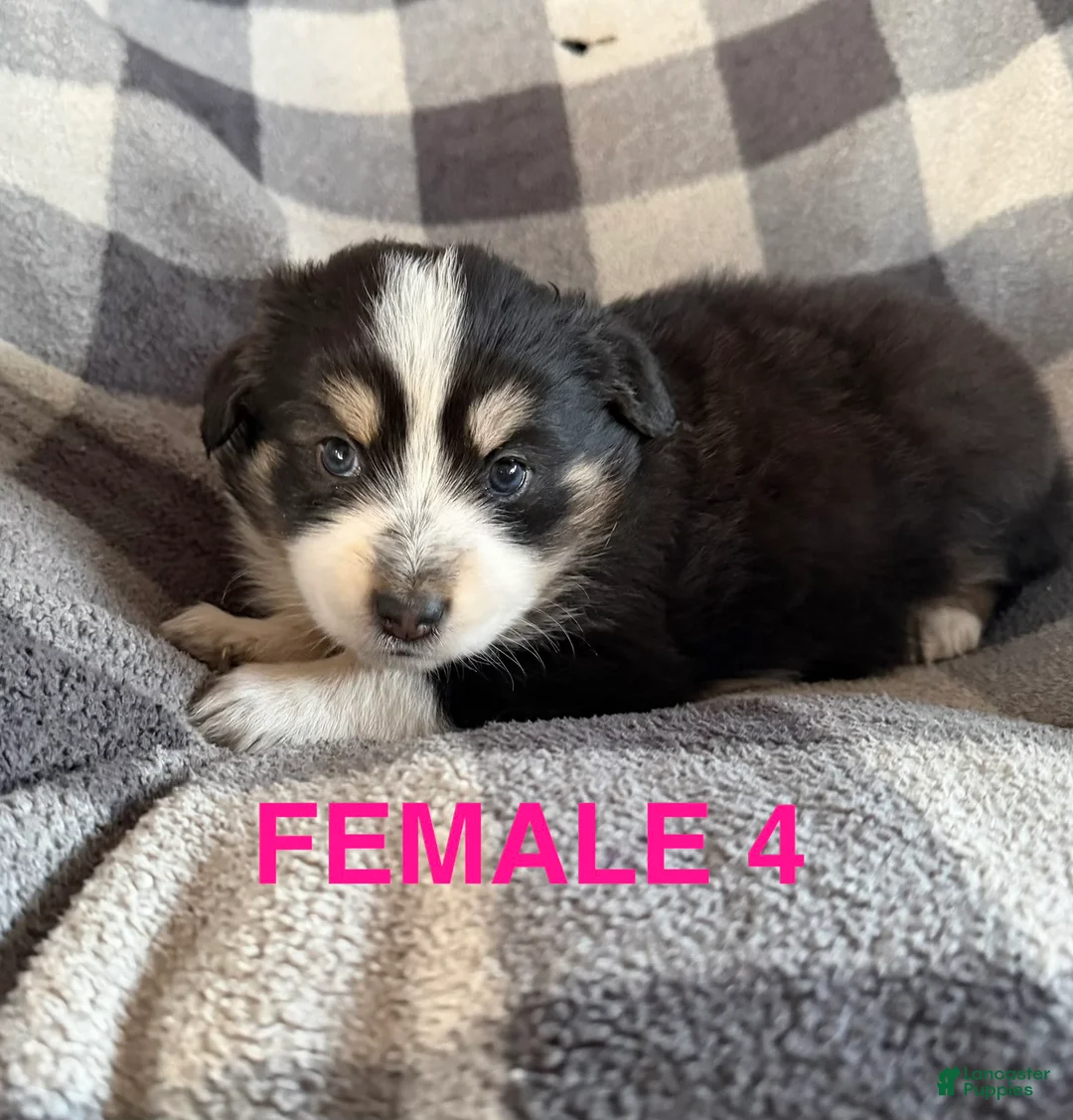 Australian Shepherd dogs for sale: Cherry - Female 4 - Ad 1