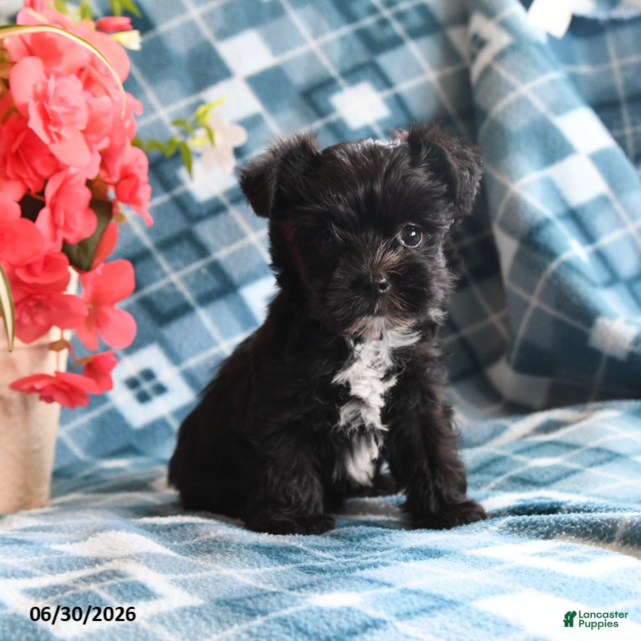 Morkie dogs Olan - Ad 1