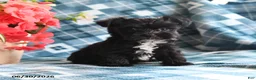 Morkie dogs for sale: Olan - Ad 1