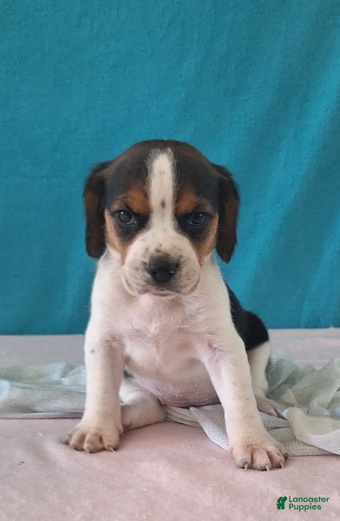 Beagle dogs for sale: dawn - Ad 2