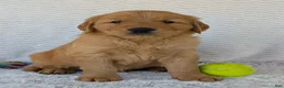 Golden Retriever dogs for sale: Parker - Ad 8