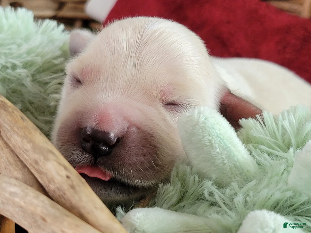 Golden Retriever dogs for sale: Chex - Ad 9