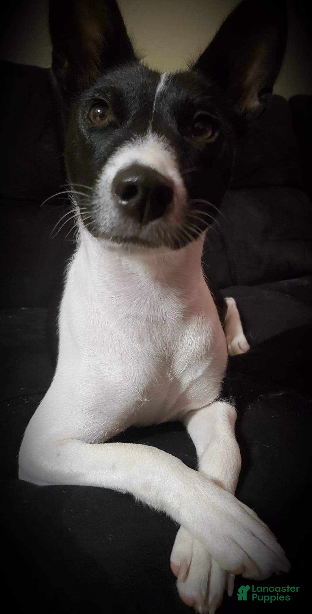 Gallery Image {{count}}