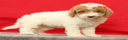 Miniature Poodle dogs for sale: Molly - Ad 6