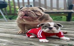 Old English Sheepdog dogs for stud: Skydrives Yoshi - Image 11