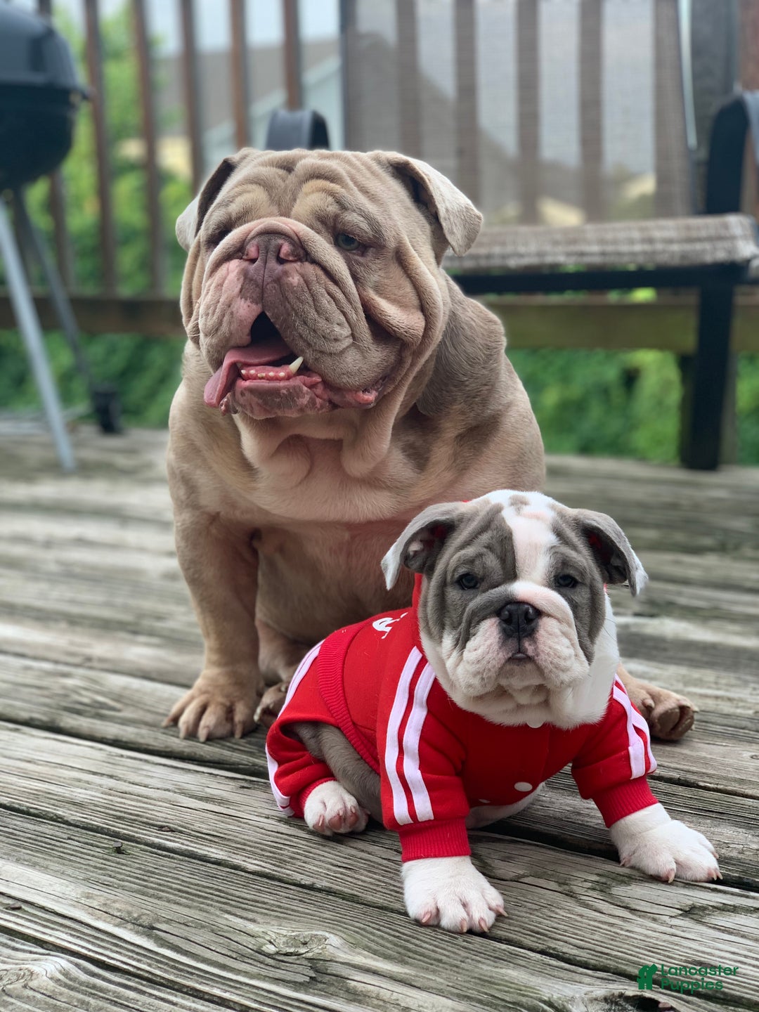 Old English Sheepdog dogs for stud: Skydrives Yoshi - Image 11