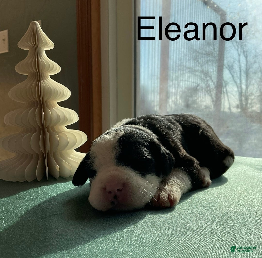 Mixed Breed dogs for sale: Eleanor  - Ad 2