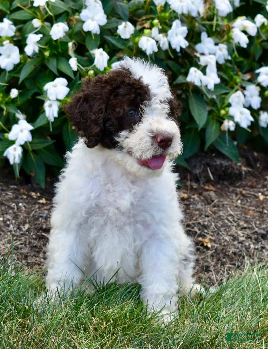 Puppy Portuguese Dogs Portuguese Water Dog Puppies For Sale In