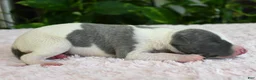 Whippet dogs for sale: Kiwi - Ad 1
