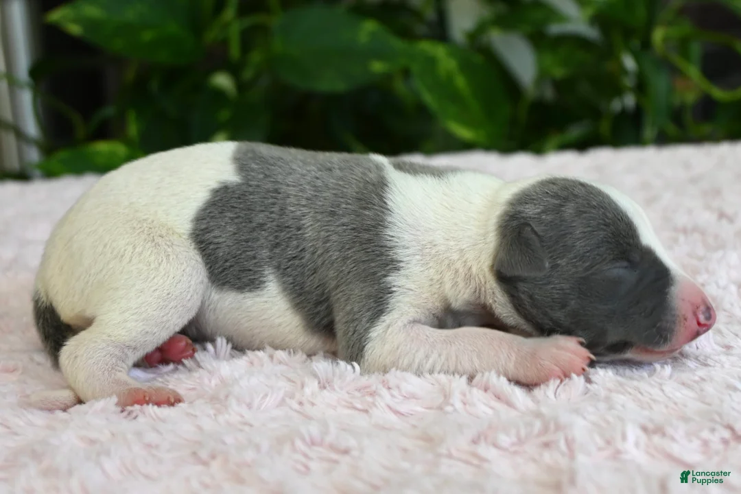 Whippet dogs for sale: Kiwi - Ad 1