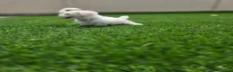 Maltese dogs for sale: 🐾 Adorable Male Maltese Puppy Looking for His Forever Home! 🐾 - Ad 4