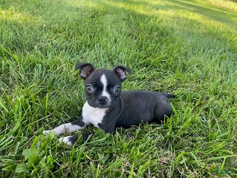 Boston Terrier dogs Grace - Ad 2