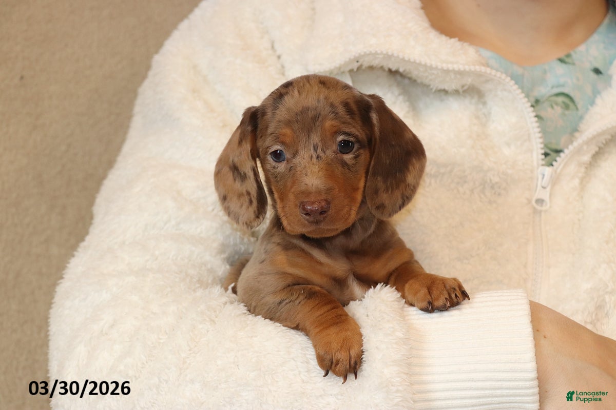 Miniature Dachshund dogs Polly - Ad 1
