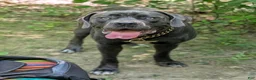 Cane Corso dogs for sale: Cane Corso Puppy 1 - Ad 2