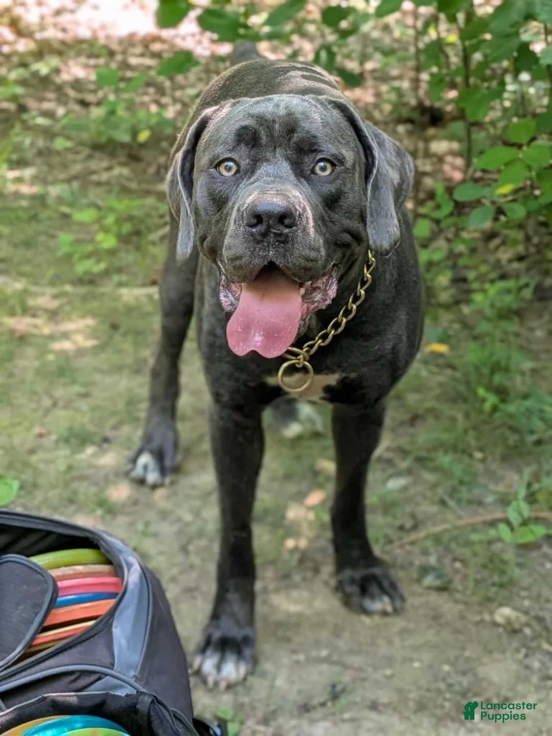 Cane Corso dogs for sale: Cane Corso Puppy 1 - Ad 2