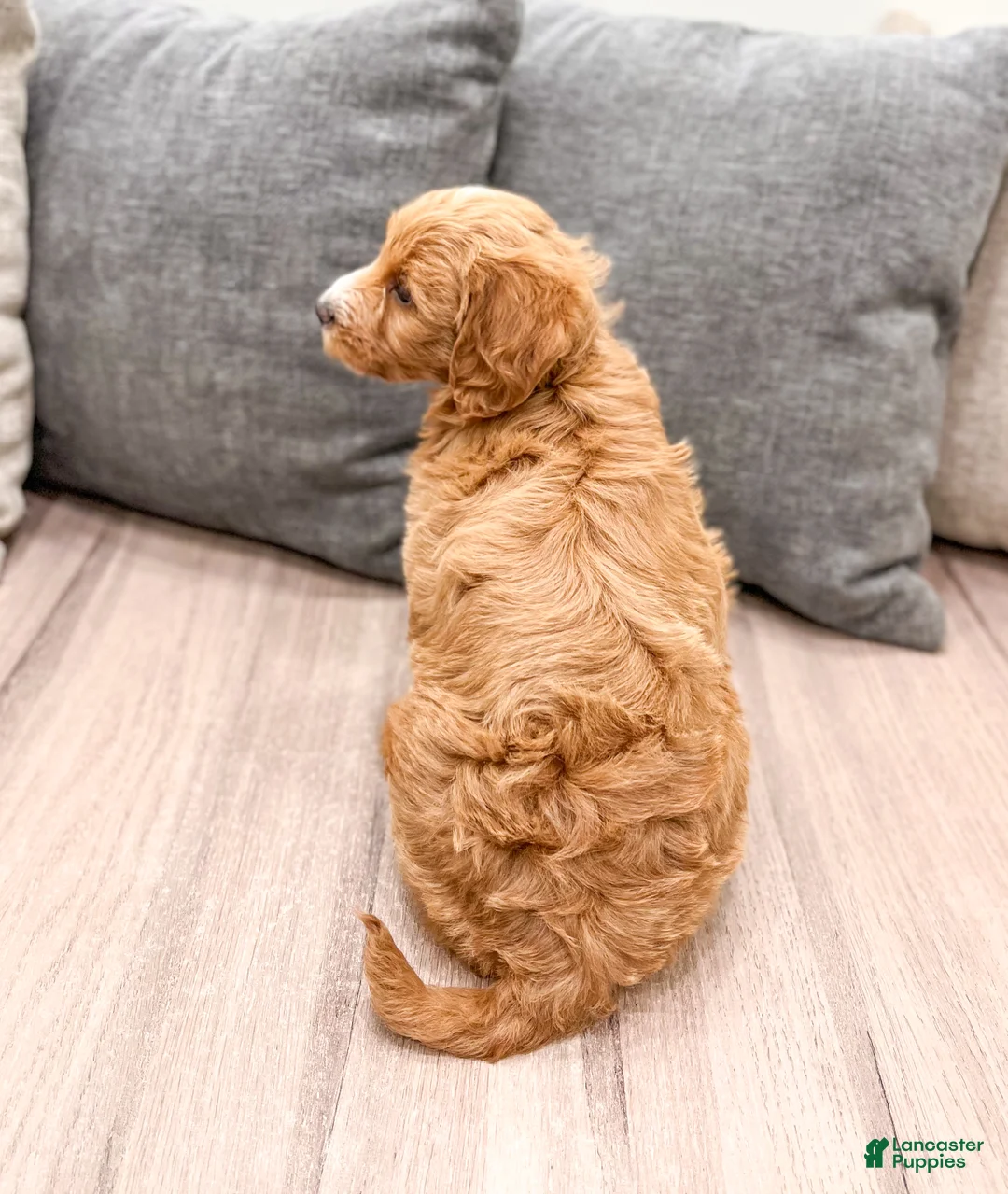 Labradoodle dogs for sale: Janey - Ad 5