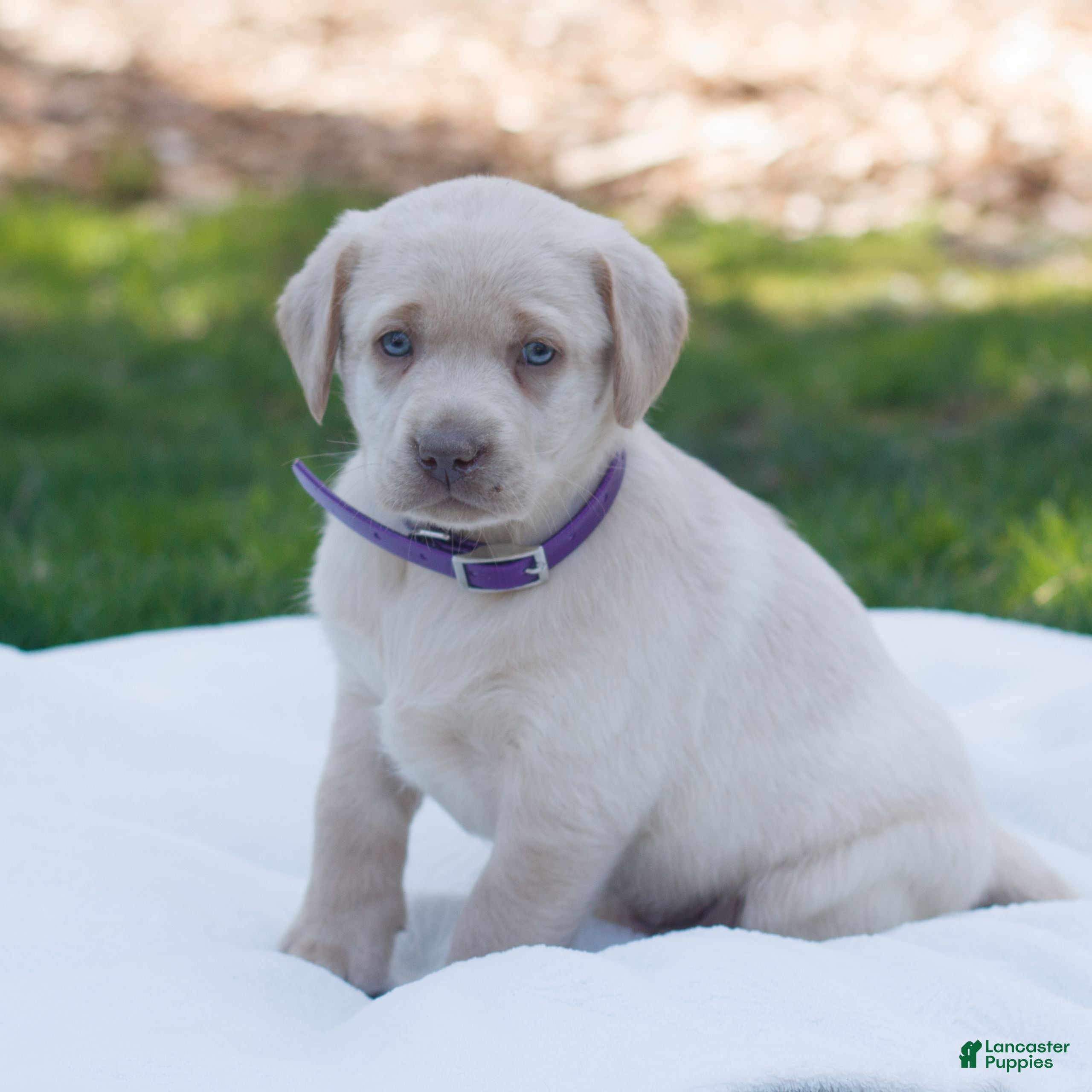 Labrador Retriever dogs Raelynn  - Ad 1