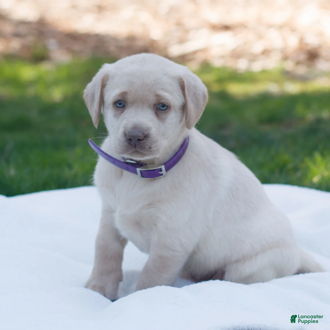 Labrador Retriever dogs for sale: Raelynn  - Ad 1