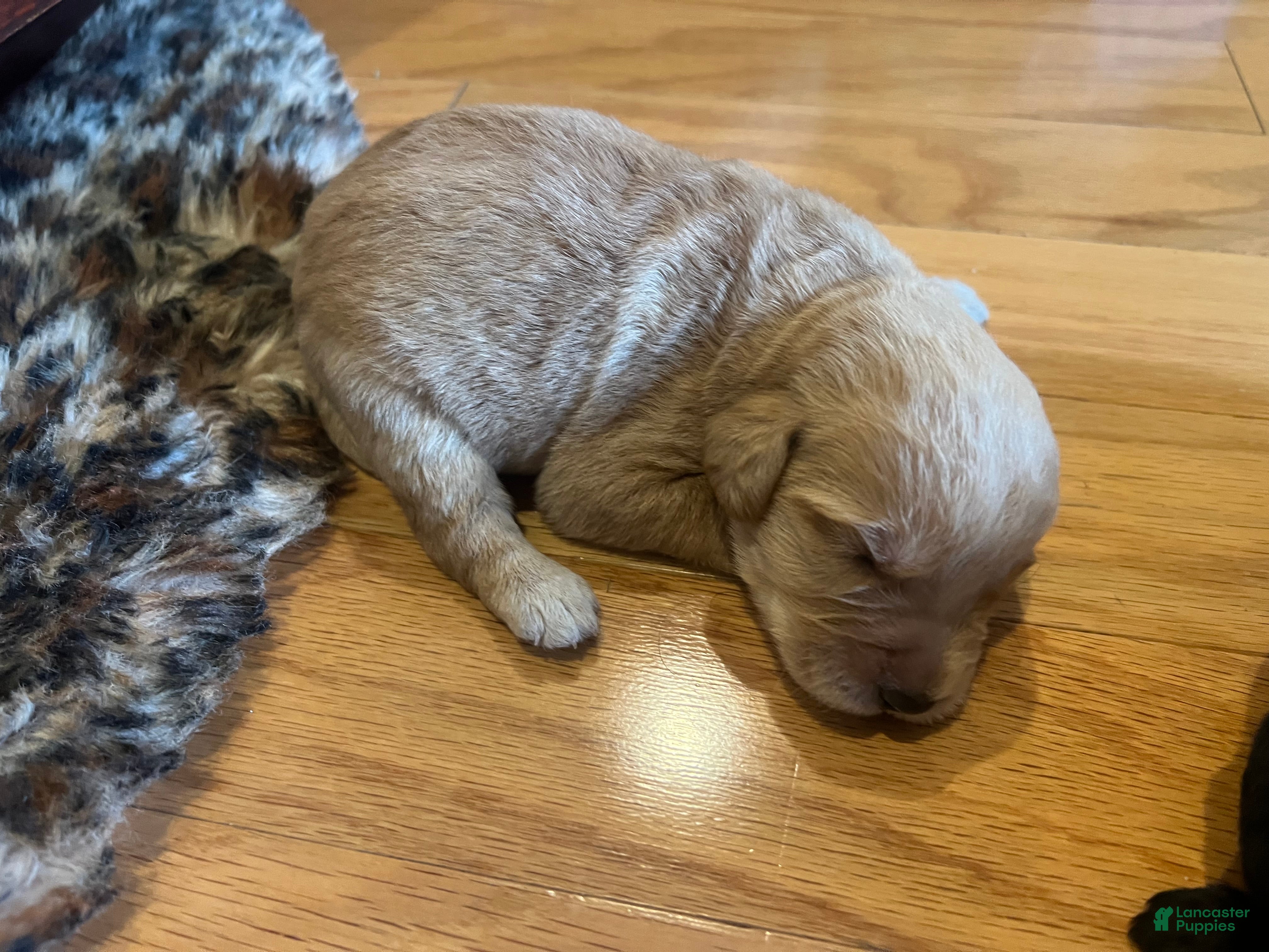 Labradoodle dogs Labradoodle Puppy 2 - Ad 22
