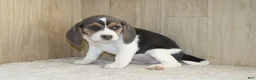 Beagle dogs for sale: Vance - Ad 2