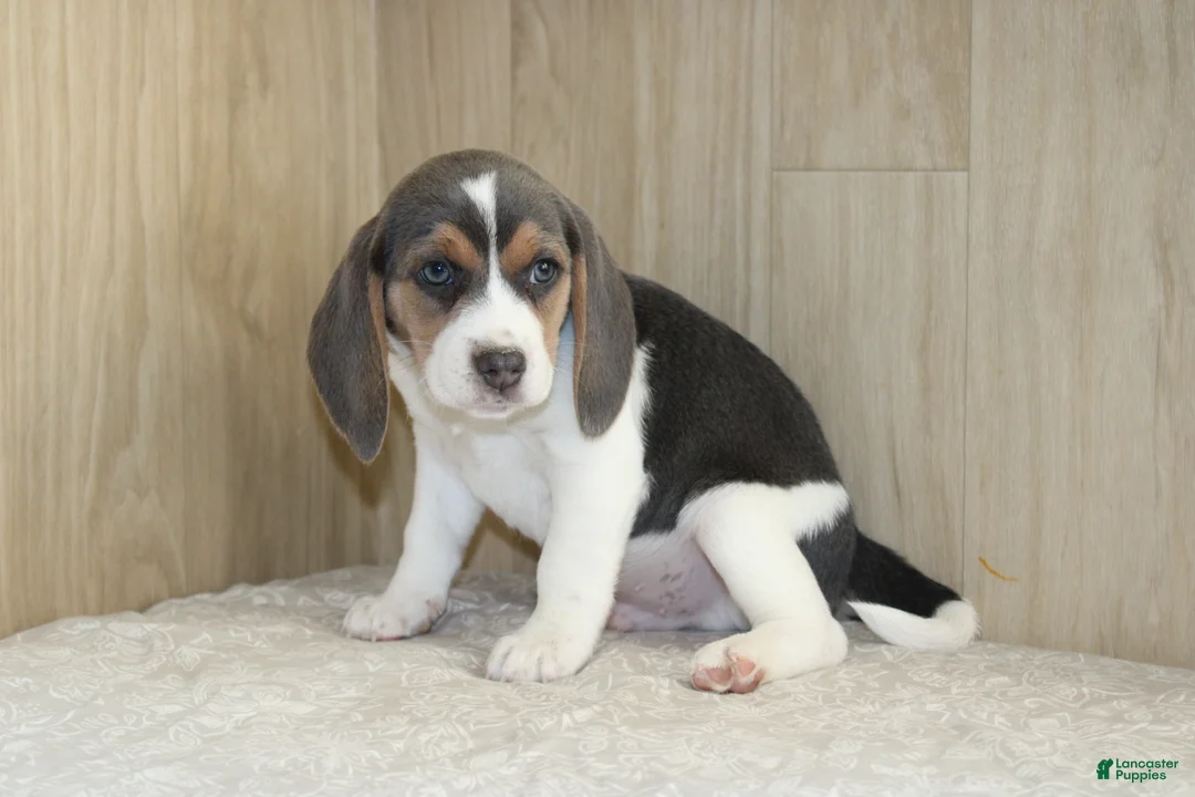 Beagle dogs for sale: Vance - Ad 2