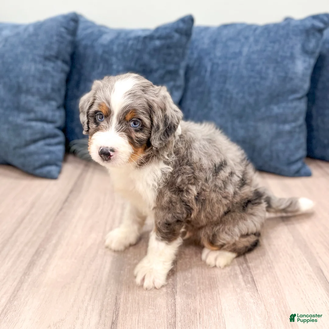 Mini Bernedoodle dogs for sale: Tyler - Ad 2