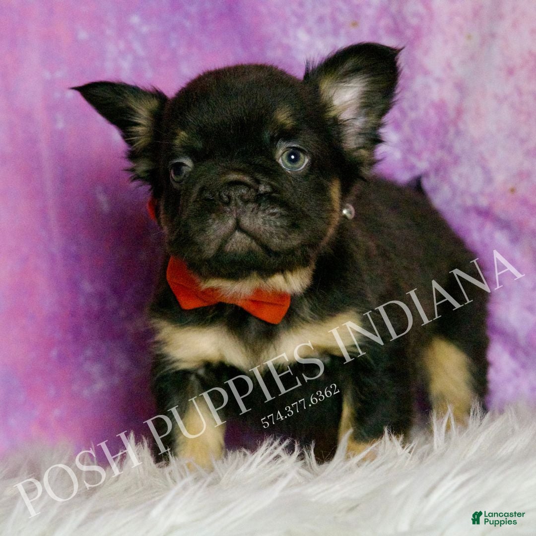 French Bulldog dogs Rolls Royce - Ad 1