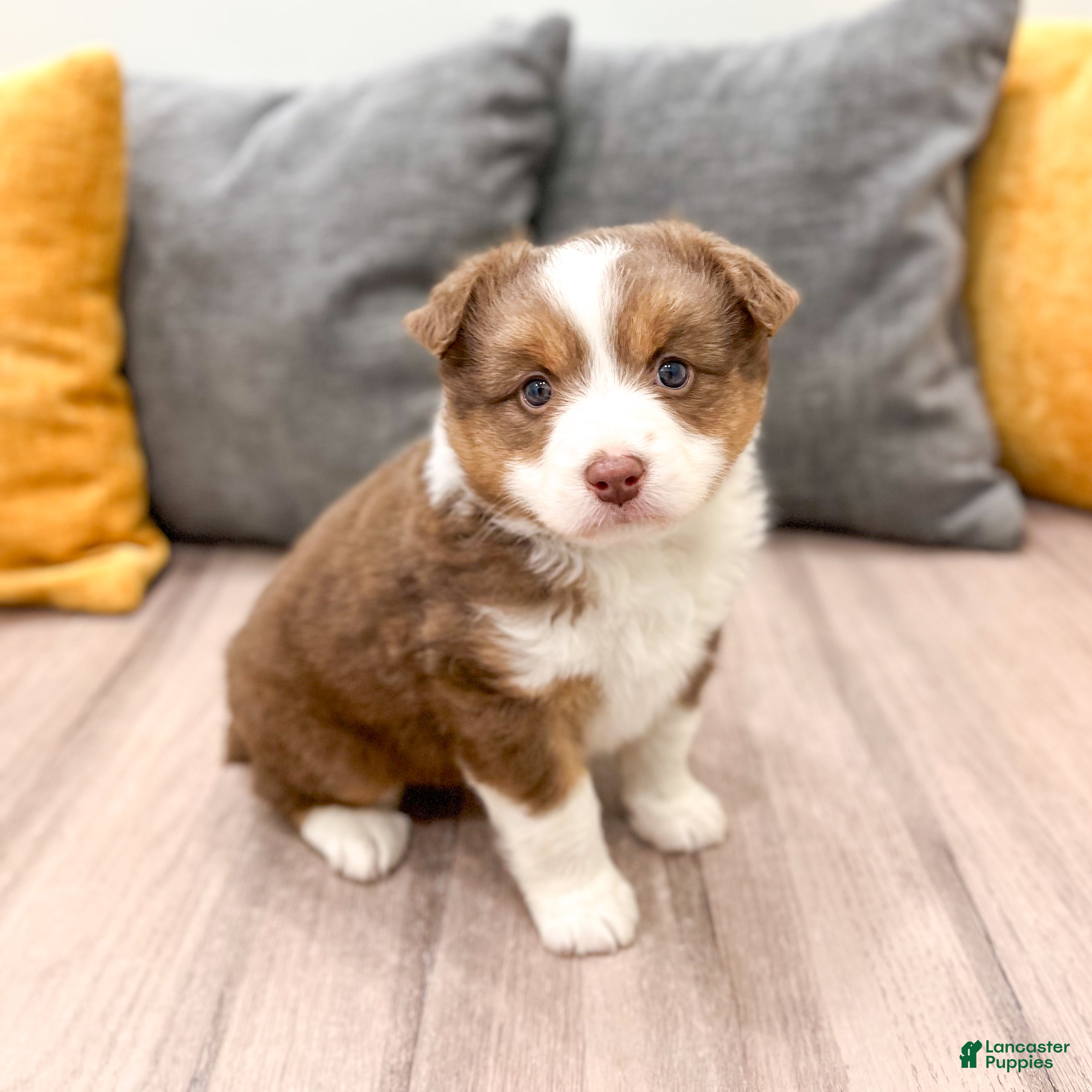 Australian Shepherd dogs Gracie - Ad 1