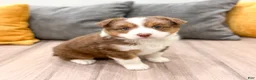 Australian Shepherd dogs for sale: Gracie - Ad 3
