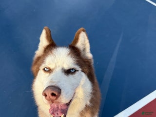 Siberian Husky dogs Siberian Husky Puppy 1 - Ad 1