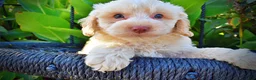Havapoo dogs for sale: Lemony-Sale!!! - Ad 2