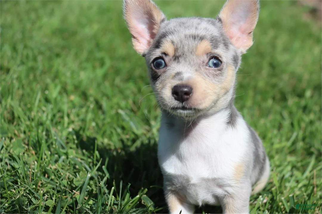 Chihuahua dogs for sale: Chihuahua 1 - Ad 2