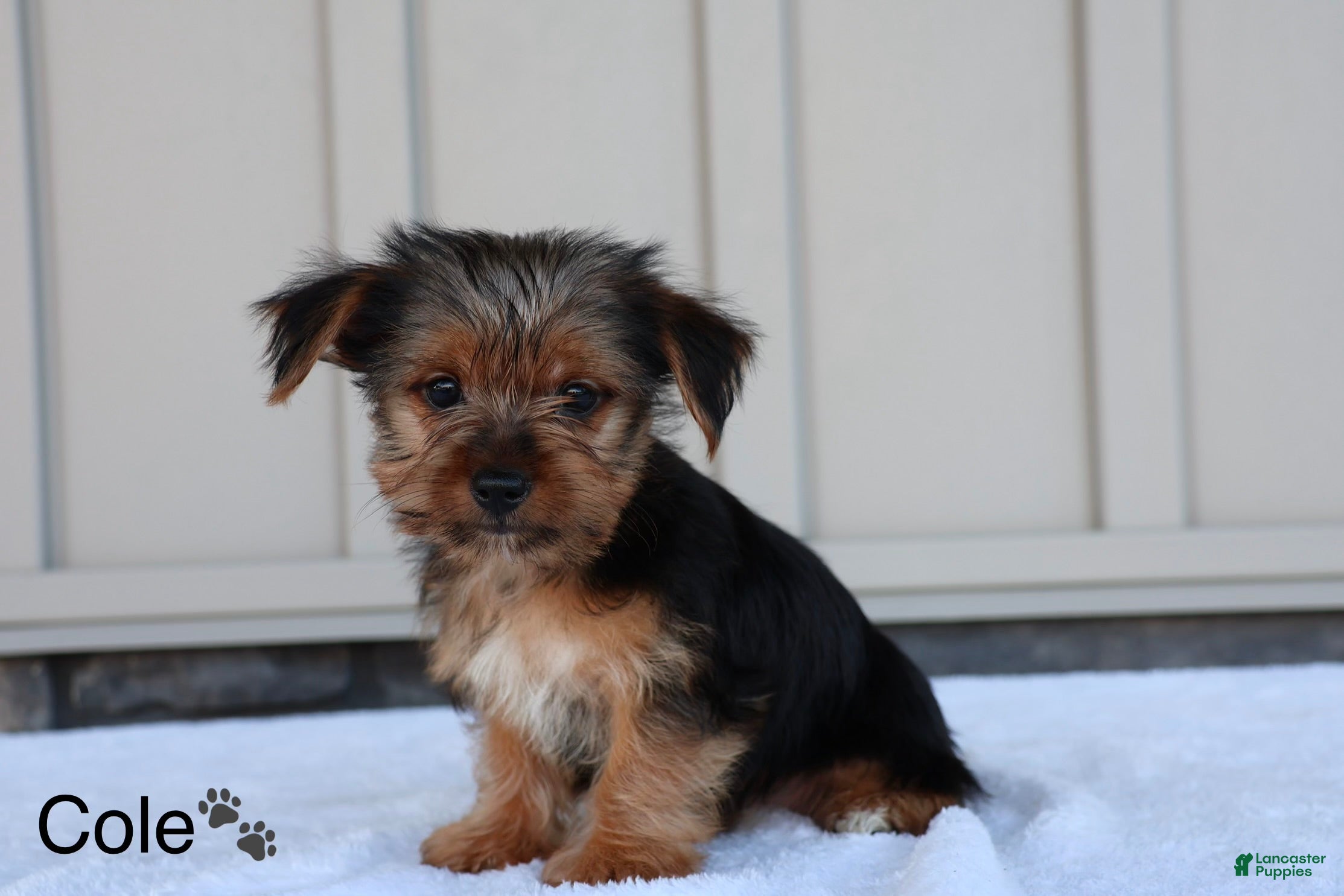 Yorkshire Terrier dogs Cole - Ad 2