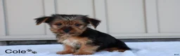 Yorkshire Terrier dogs for sale: Cole - Ad 2