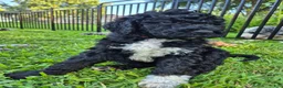Mini Sheepadoodle dogs for sale: Stella - Ad 9