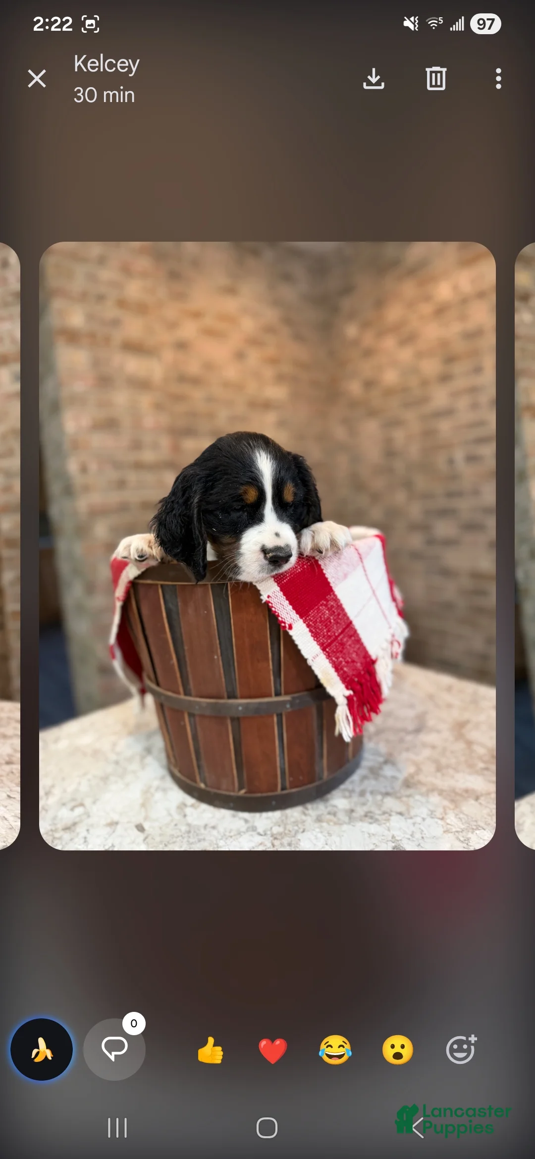English Springer Spaniel dogs for sale: English Springer Spaniel Puppy 5 - Ad 1