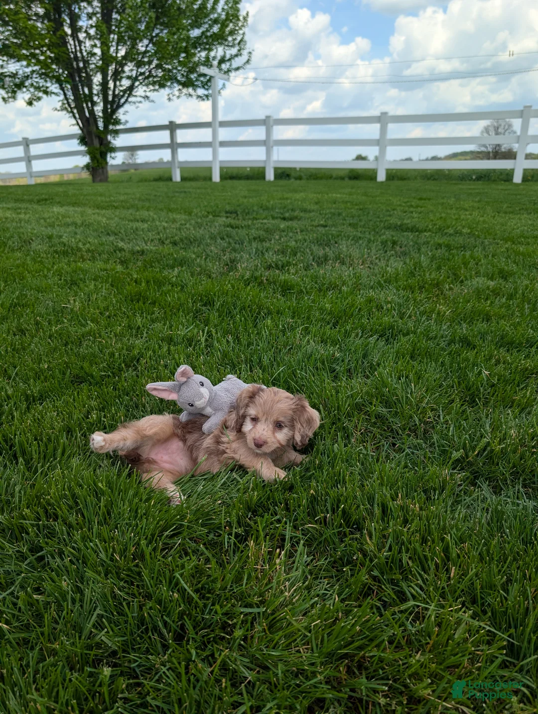 Cavapoo dogs for sale: Twixi  - Ad 2