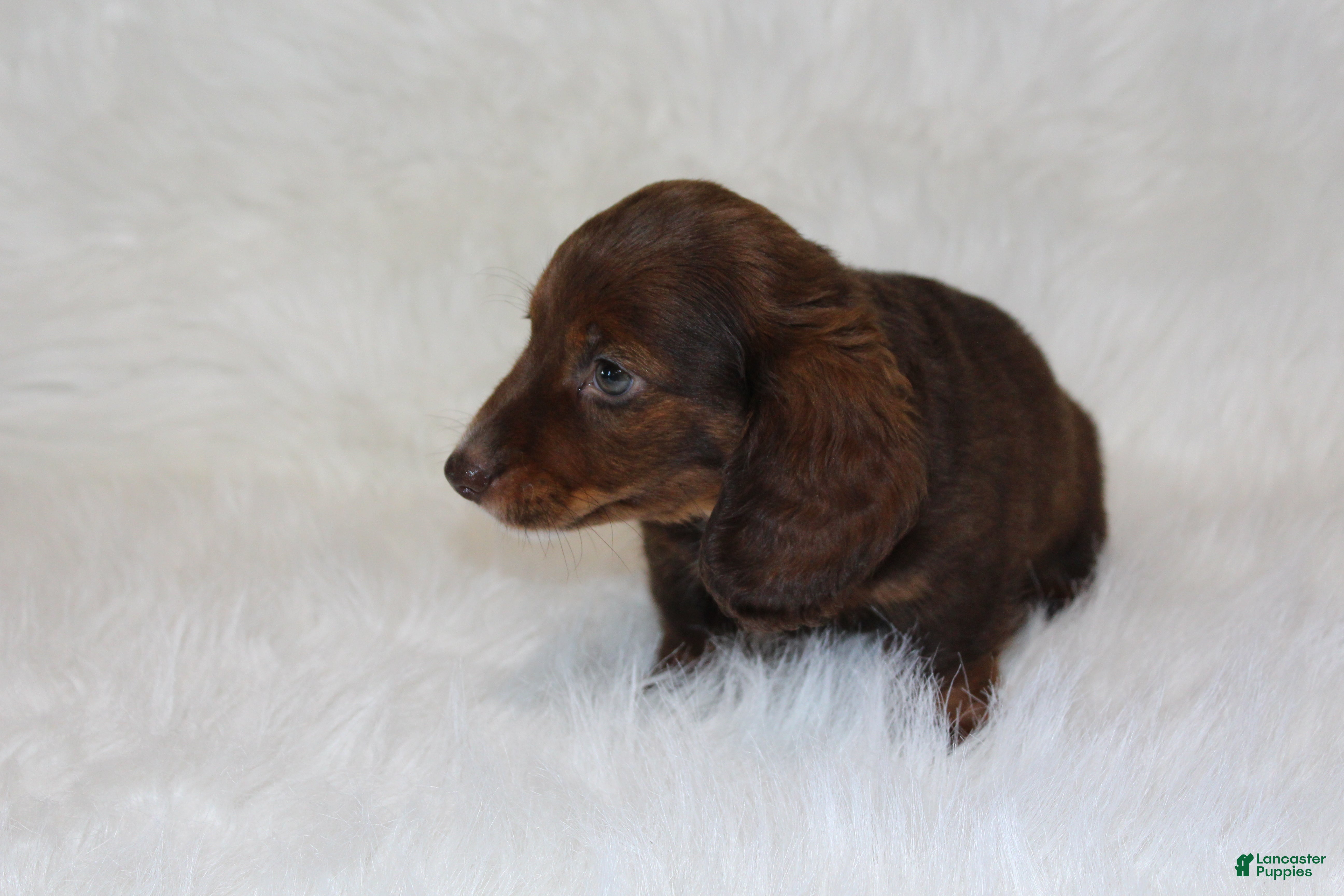 Miniature Dachshund dogs Jack - Ad 2