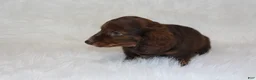 Miniature Dachshund dogs for sale: Jack - Ad 2