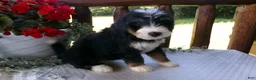 Mini Bernedoodle dogs for sale: Beauty - Ad 9