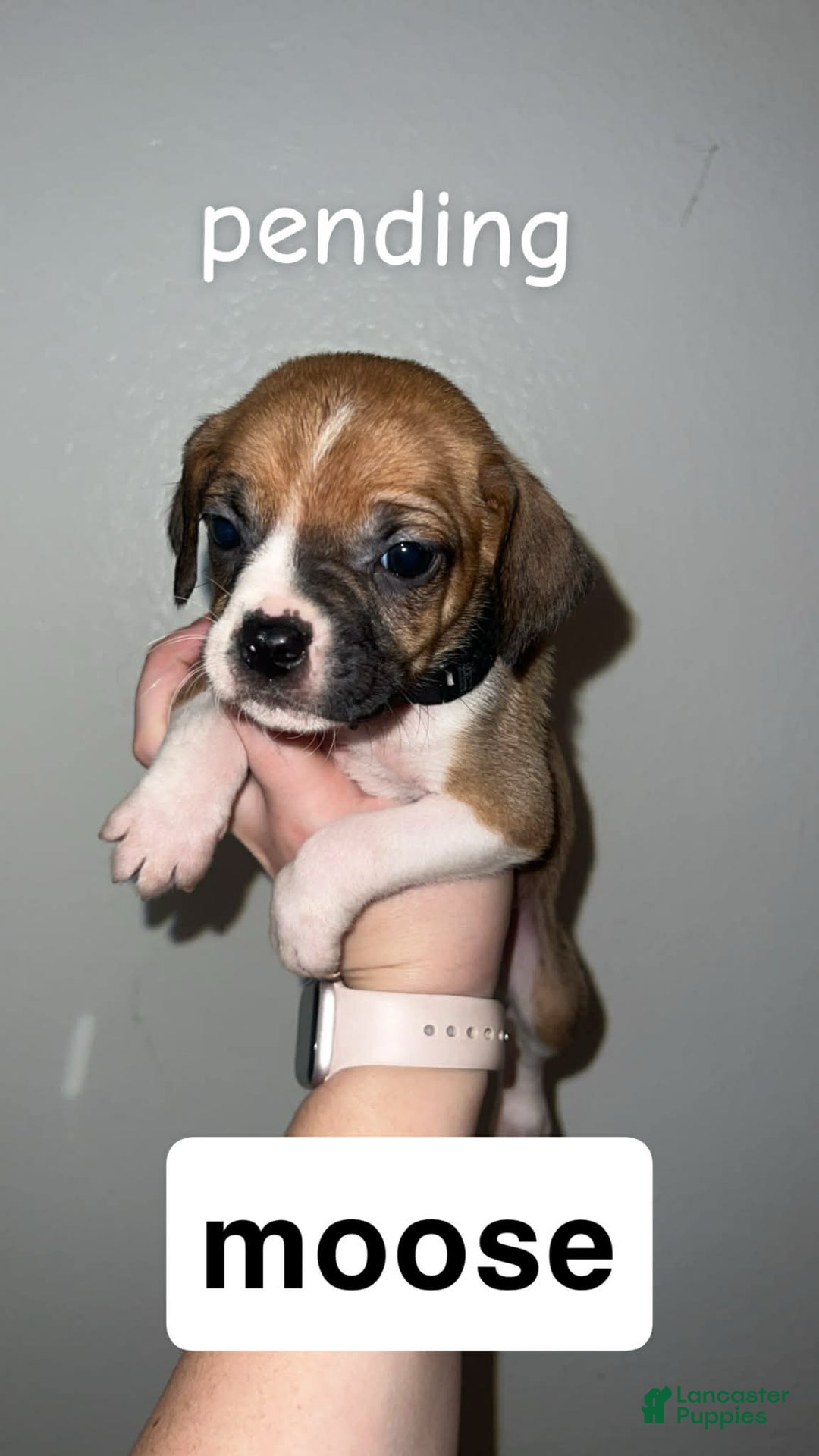 Mixed Breed dogs for sale: Mixed Breed Puppy 2 - Ad 2