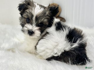 Biewer Terrier dogs Biewer Terrier Puppy 1 - Ad 2