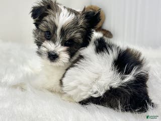 Biewer Terrier dogs Biewer Terrier Puppy 1 - Ad 2