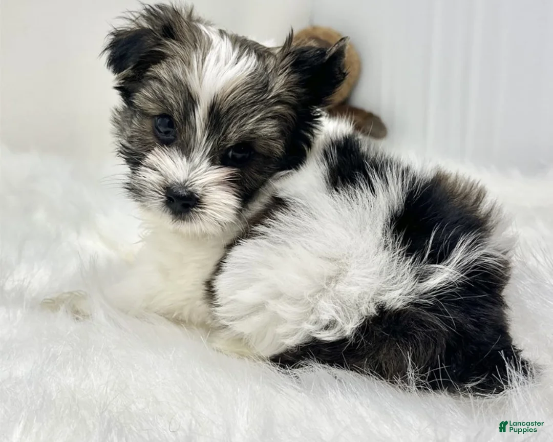 Biewer Terrier dogs for sale: Biewer Terrier Puppy 1 - Ad 1