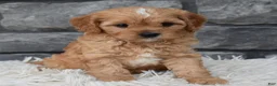 Cavapoo dogs for sale: Riley  - Ad 8