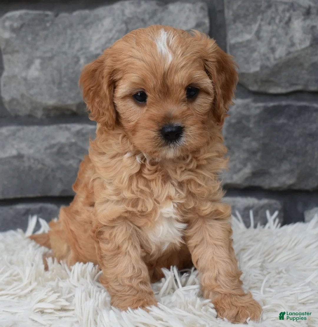 Cavapoo dogs for sale: Riley  - Ad 8