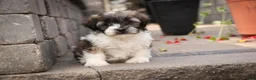 Havanese dogs for sale: Iris Havanese  - Ad 9