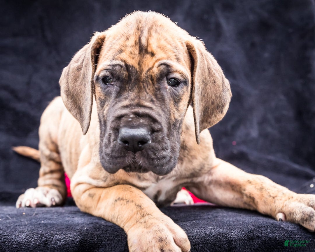 Gallery Image {{count}}