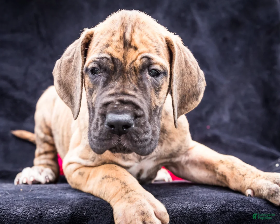 Gallery Image {{count}}